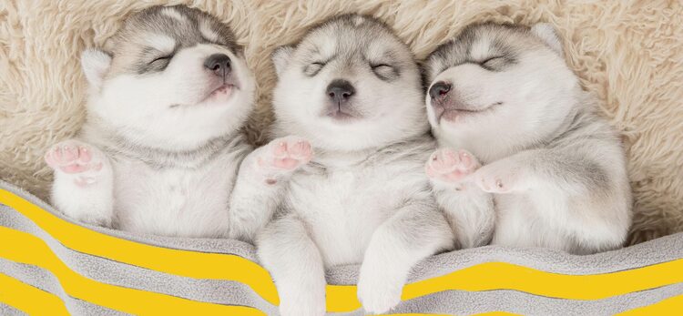 Concentrarsi su ci&ograve; di cui il cucciolo ha bisogno